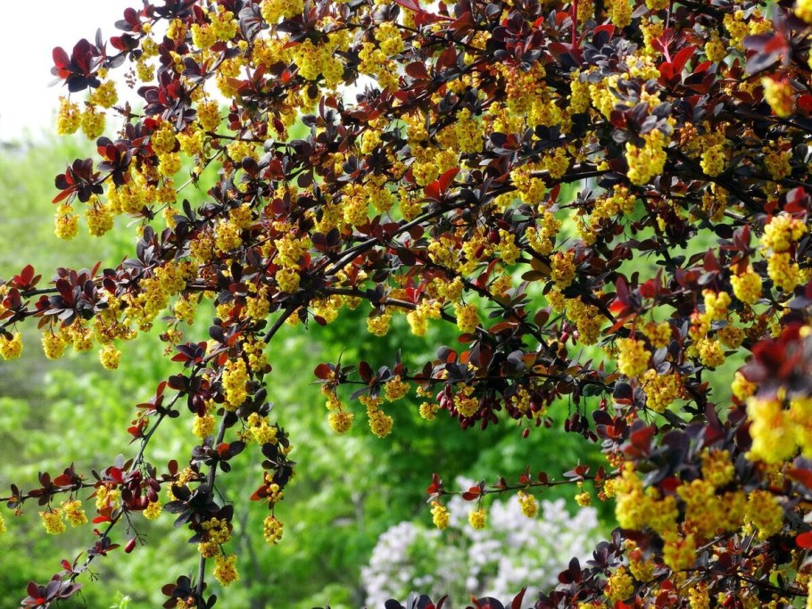 Барбарис продолговатый Berberis oblonga