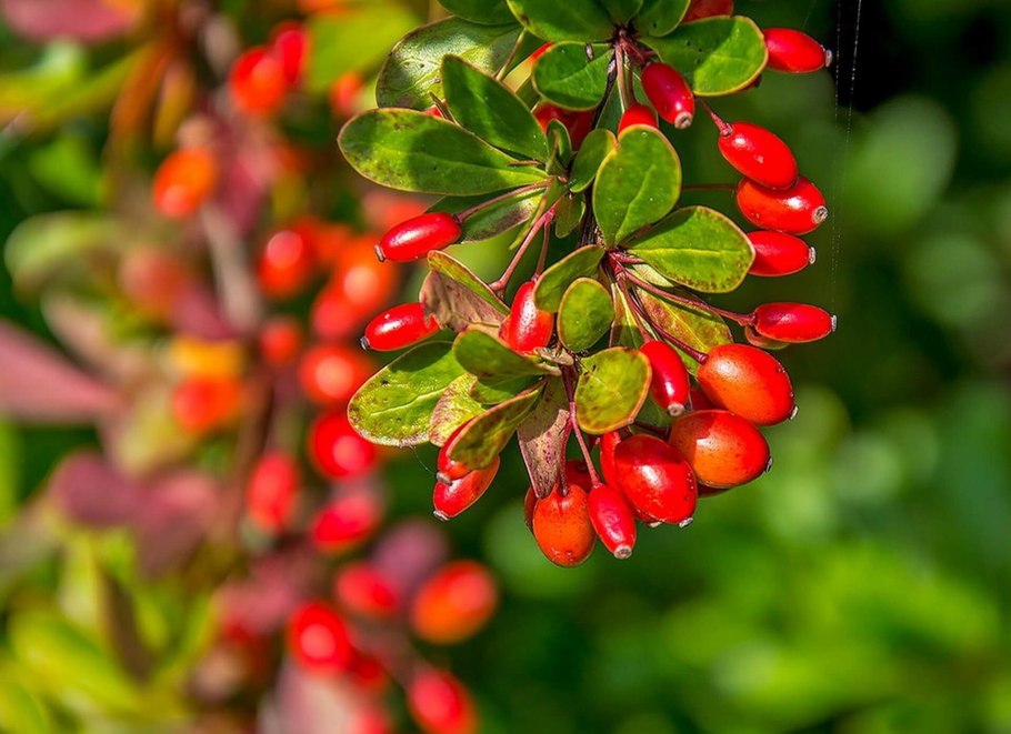 Барбарис обыкновенный Berberis vulgaris