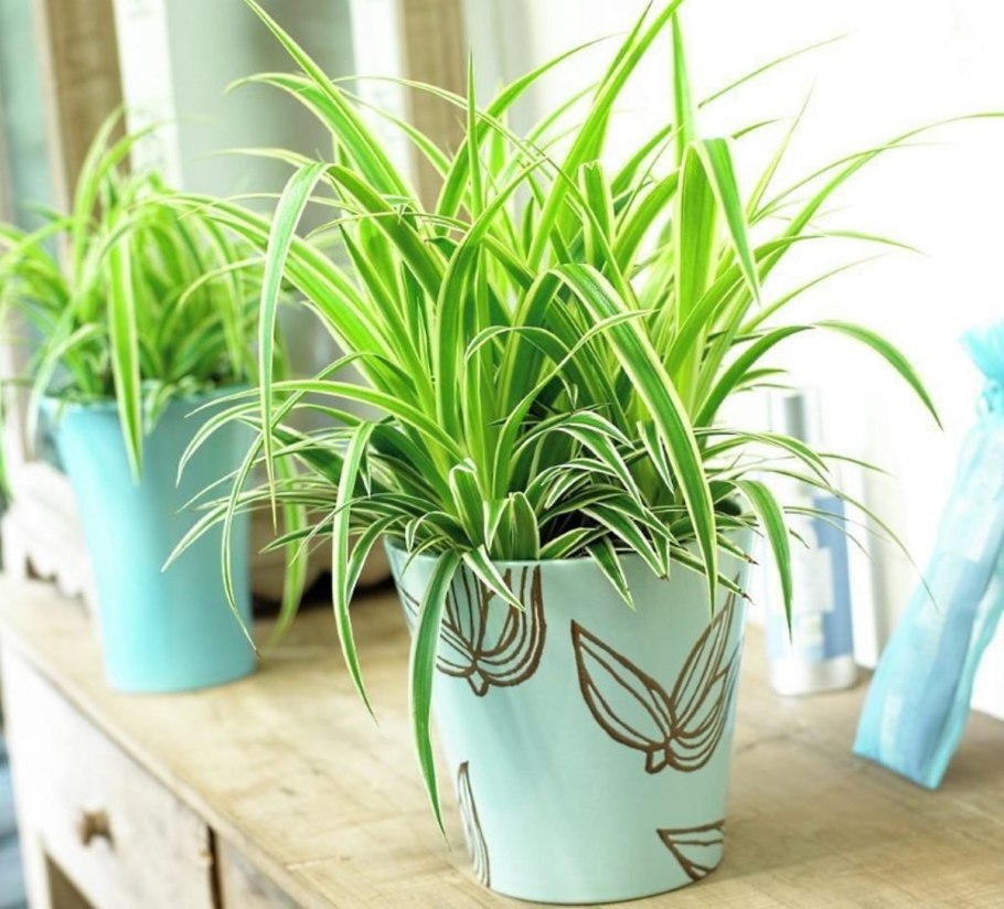 Сансевиерия щучий Ханни