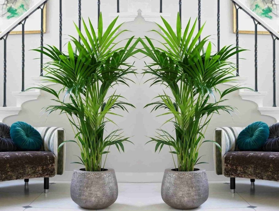 Панданус винтовая Пальма Ховея