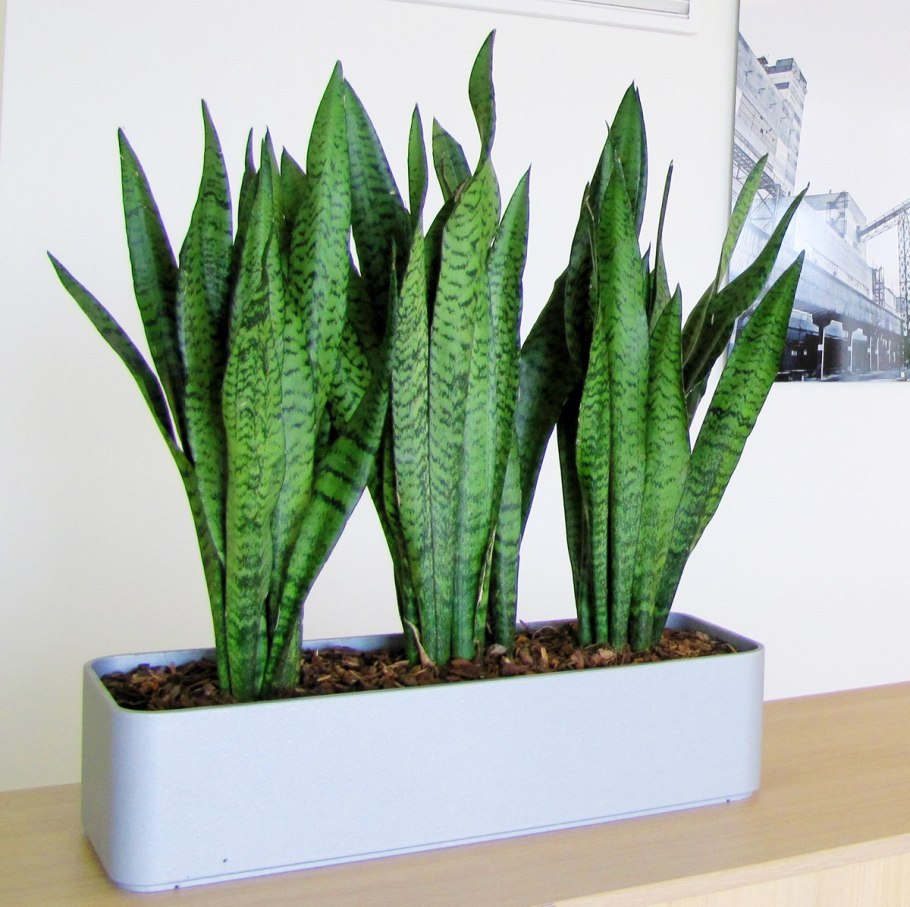 Сансевиерия эйлензис Sansevieria eilensis