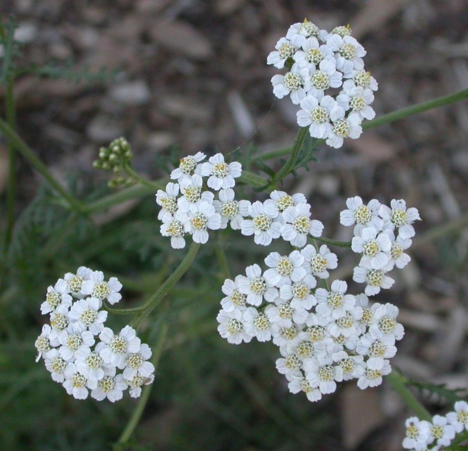 Тысячелистник азиатский Achillea Asiatica