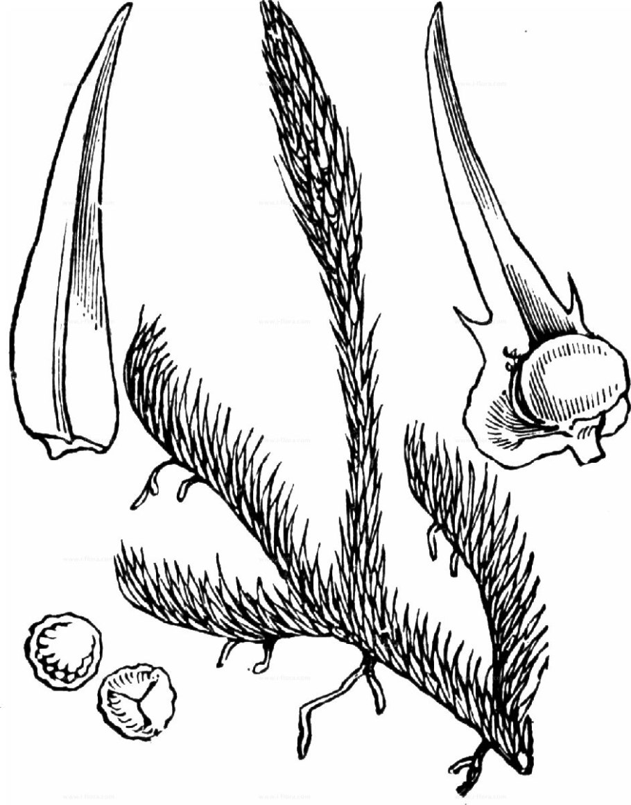 Lycopodium inundatum