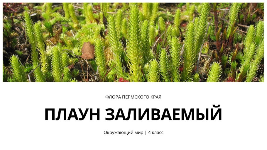 Представители плаунов Пермского края
