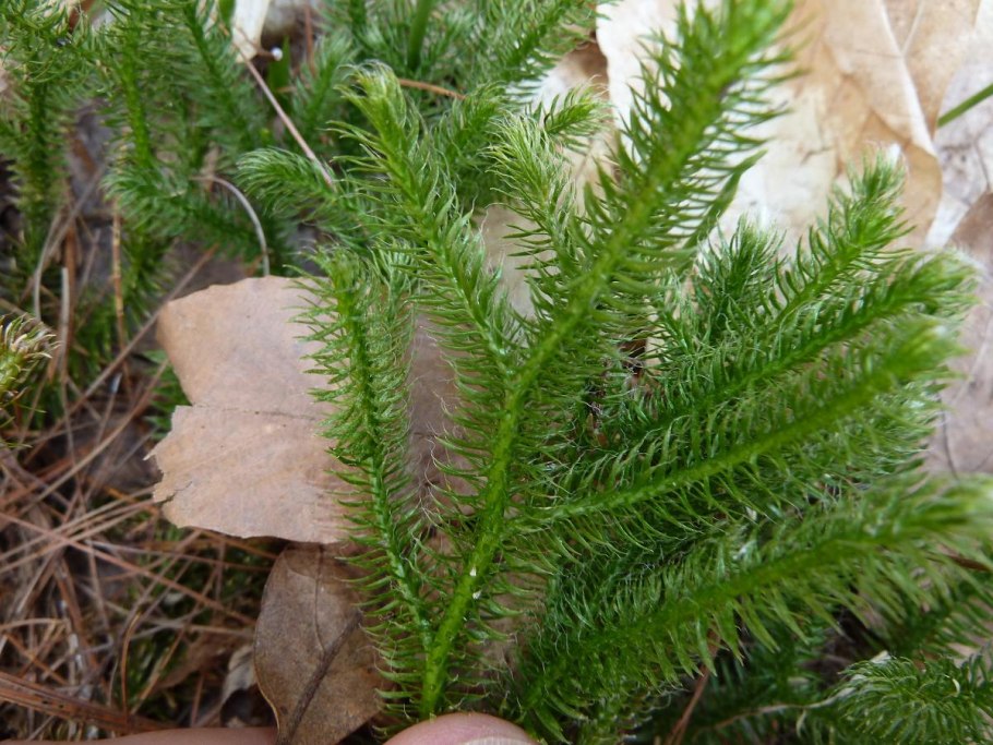 Плаунок Мёллендорфа