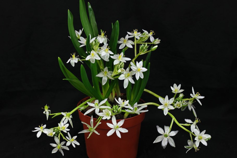 Лук душистый джусай