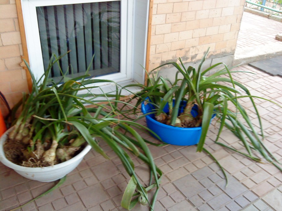 Цветущий лук в бутонах