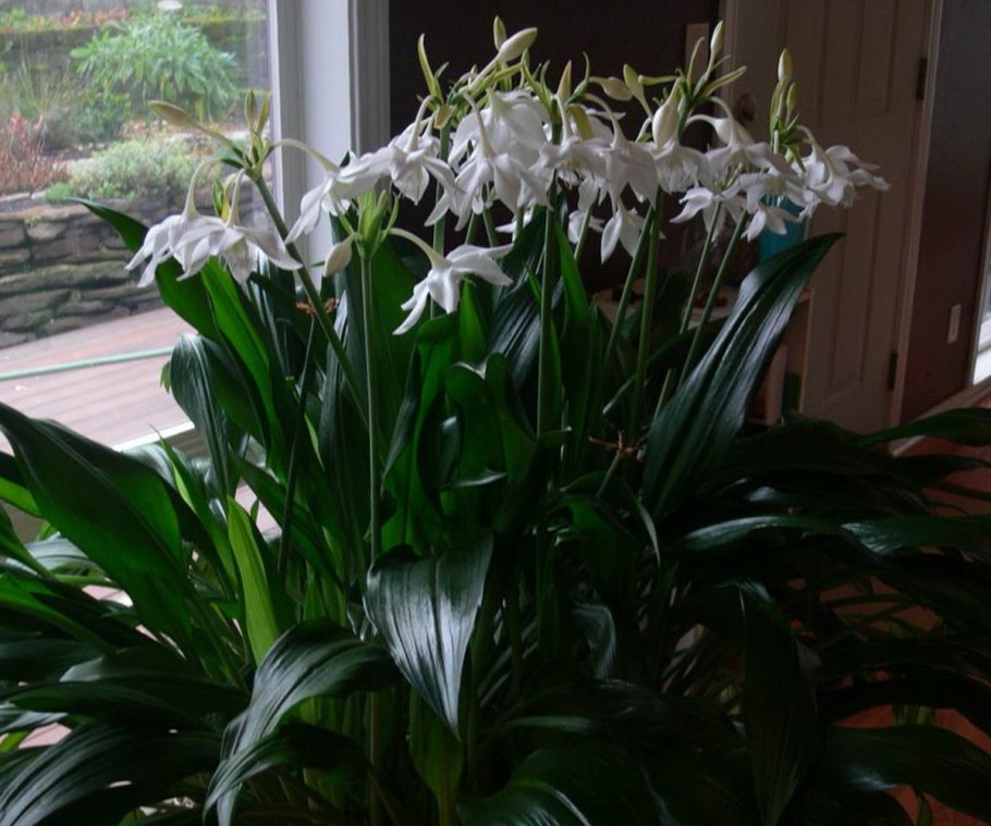 Луковичные комнатные цветы амариллис