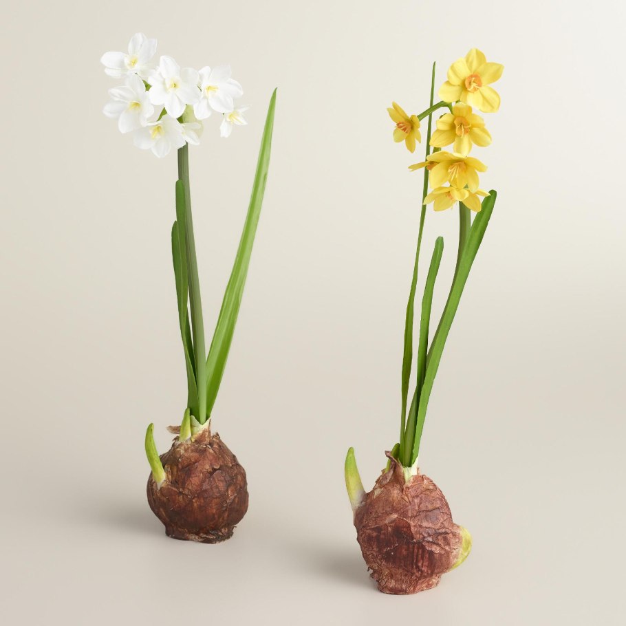 Эухарис амазонский