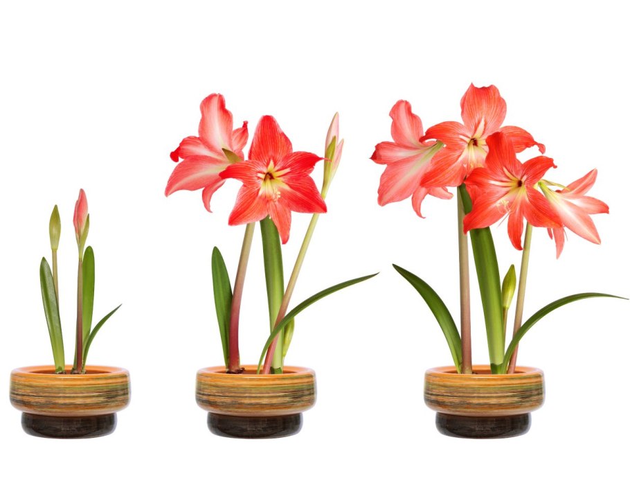 Луковичные растения