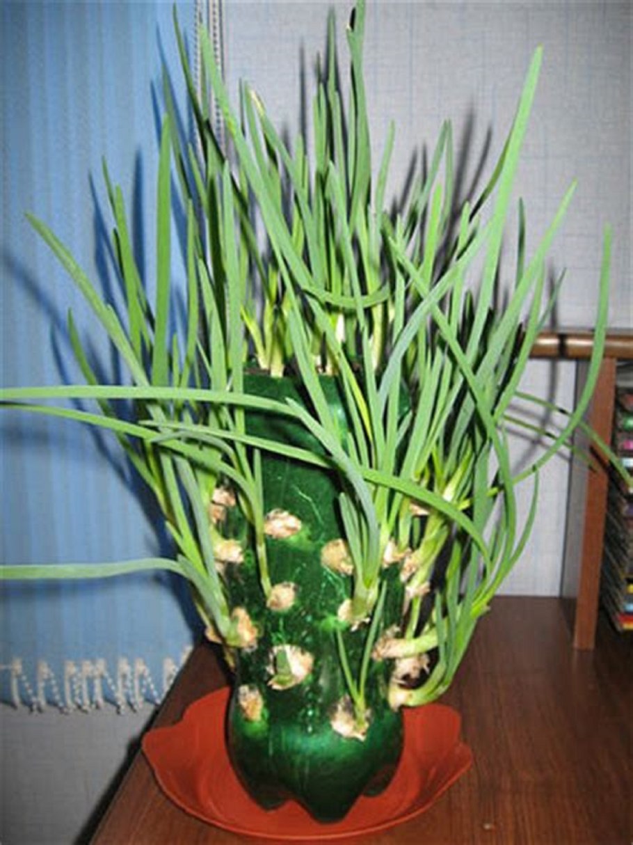 Аллиум хамелеон