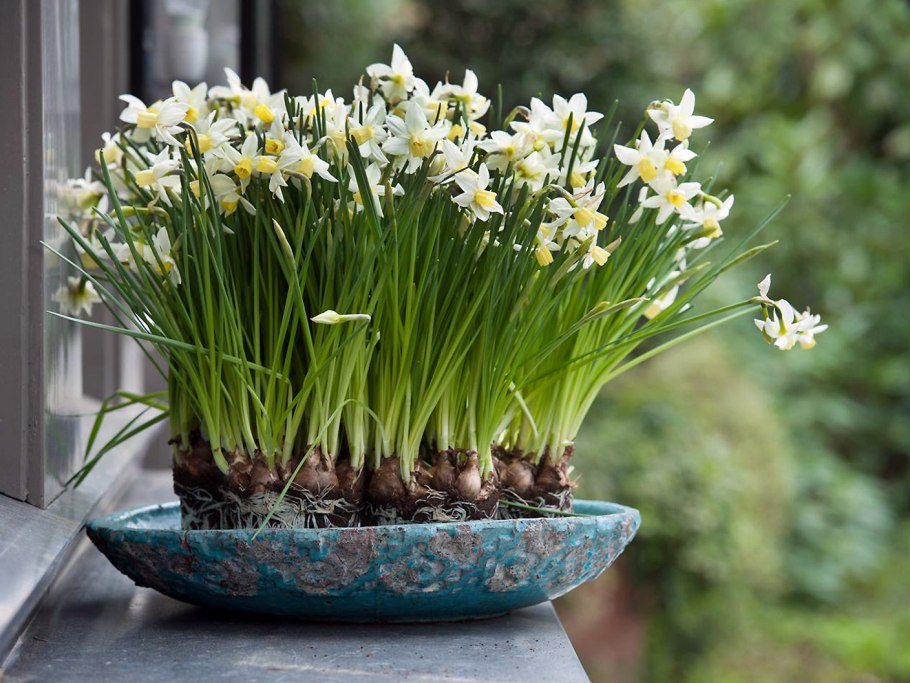 Луковичные растения Нарцисс