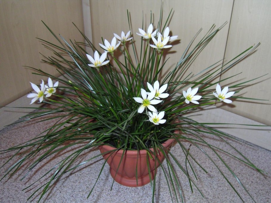 Птицемлечник хвостатый