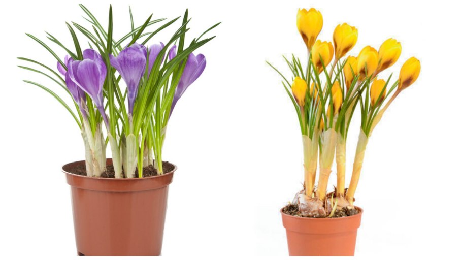 Птицемлечник хвостатый