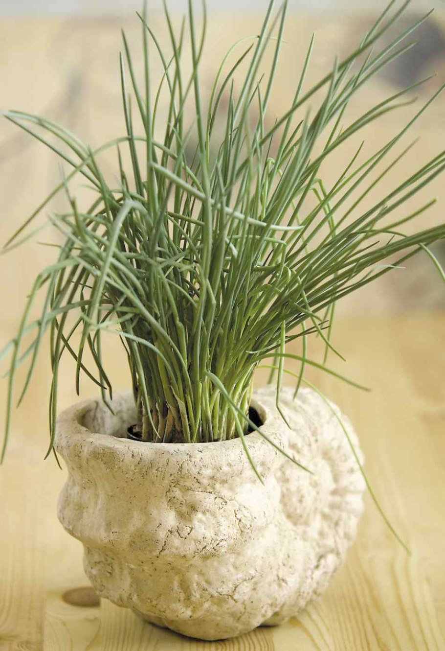 Комнатный декоративный лук