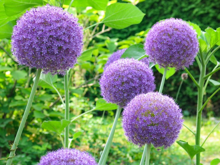 Гиппеаструм индийский лук