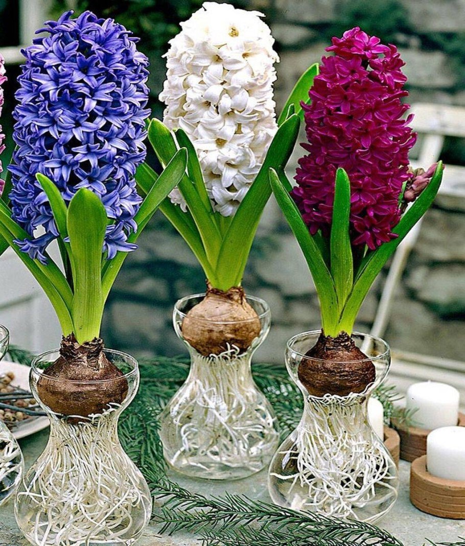 Гиацинт цветок