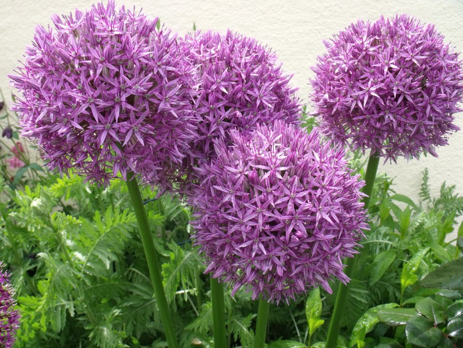 Гиацинт Литвинова