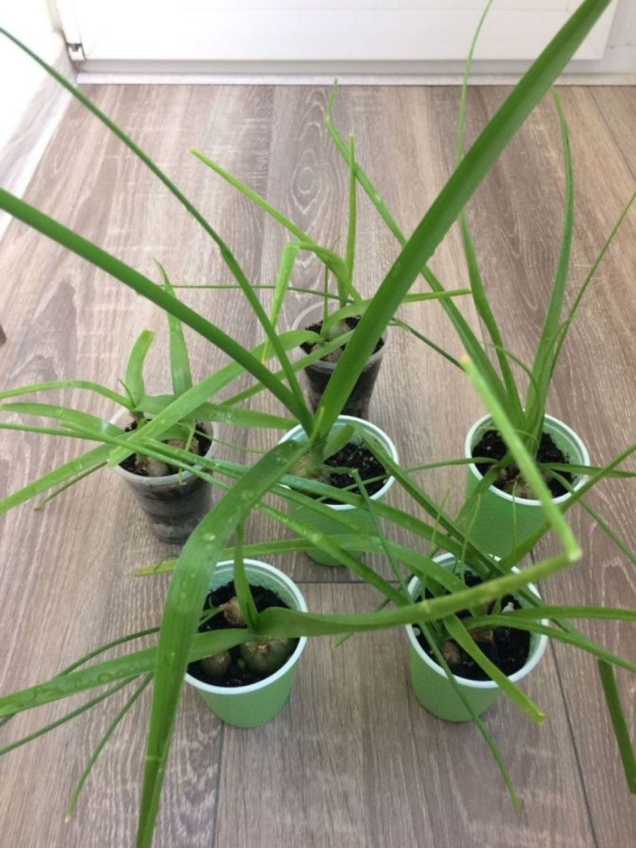 Аллиум Гладиатор растение