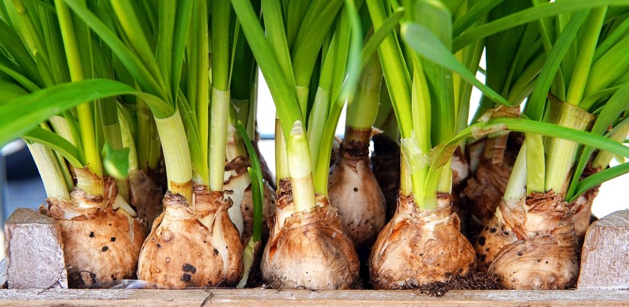 Лук шнитт в горшке на подоконнике