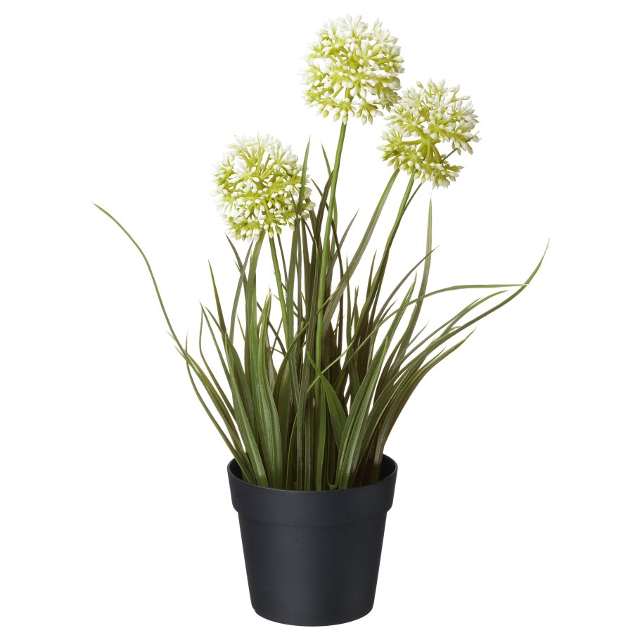 Луковые цветы комнатные