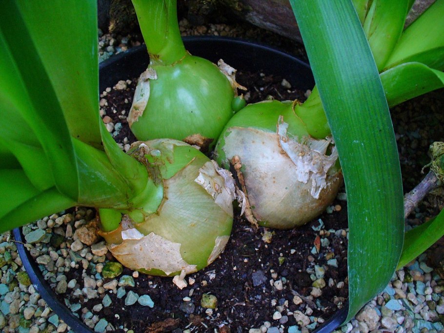Allium giganteum