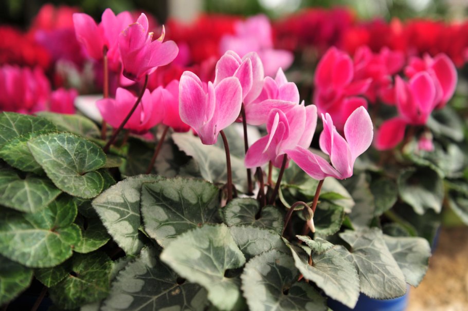 Cyclamen ponticum