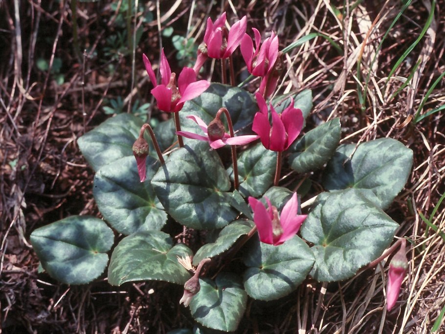 Cyclamen (Cyclamen europaeum) цикламен Европейский