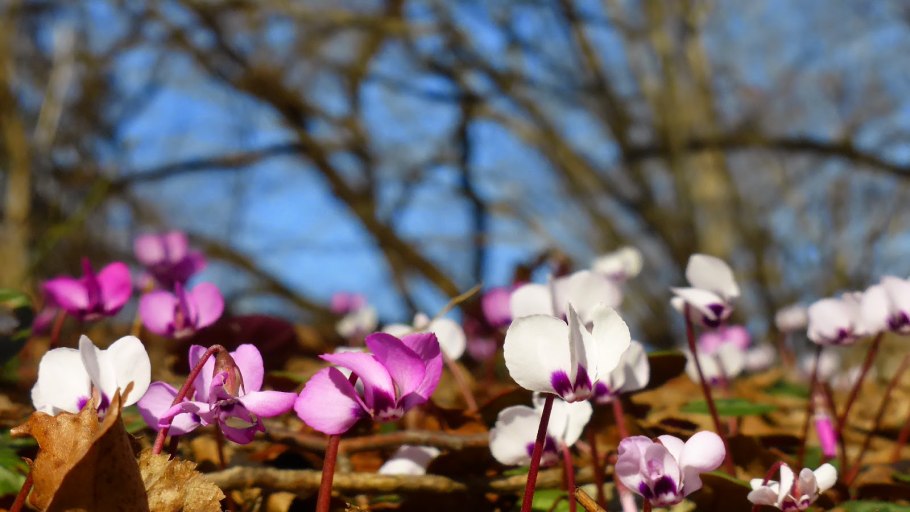 Cyclamen europaeum (Cyclamen что это