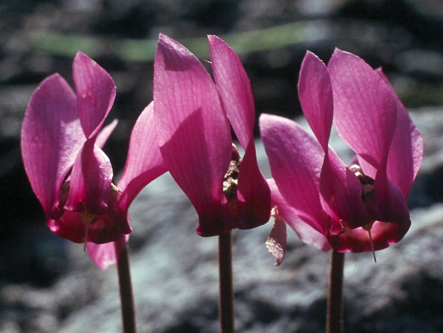 PURPURASCENS цикламен
