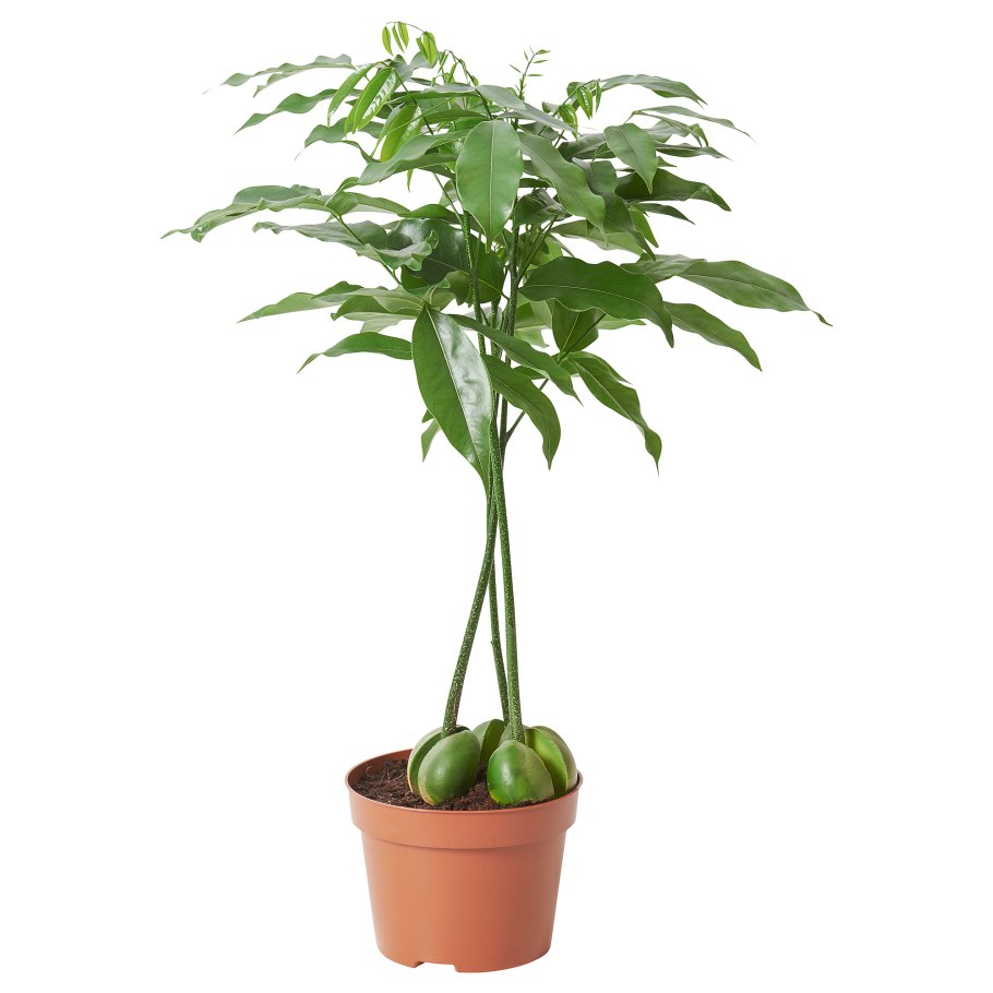 Кастаноспермум (комнатный каштан)