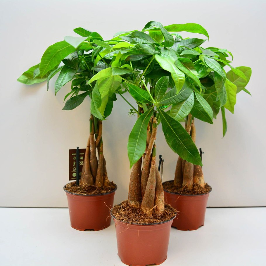 Каштан дерево бонсай