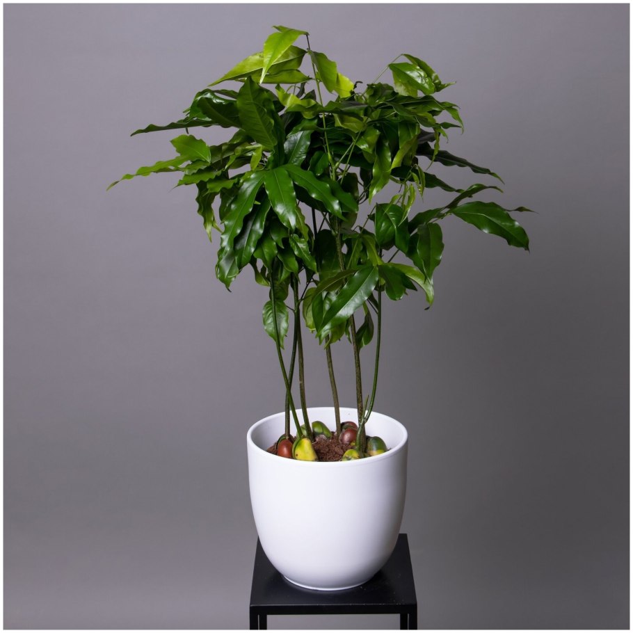 Кастаноспермум d12