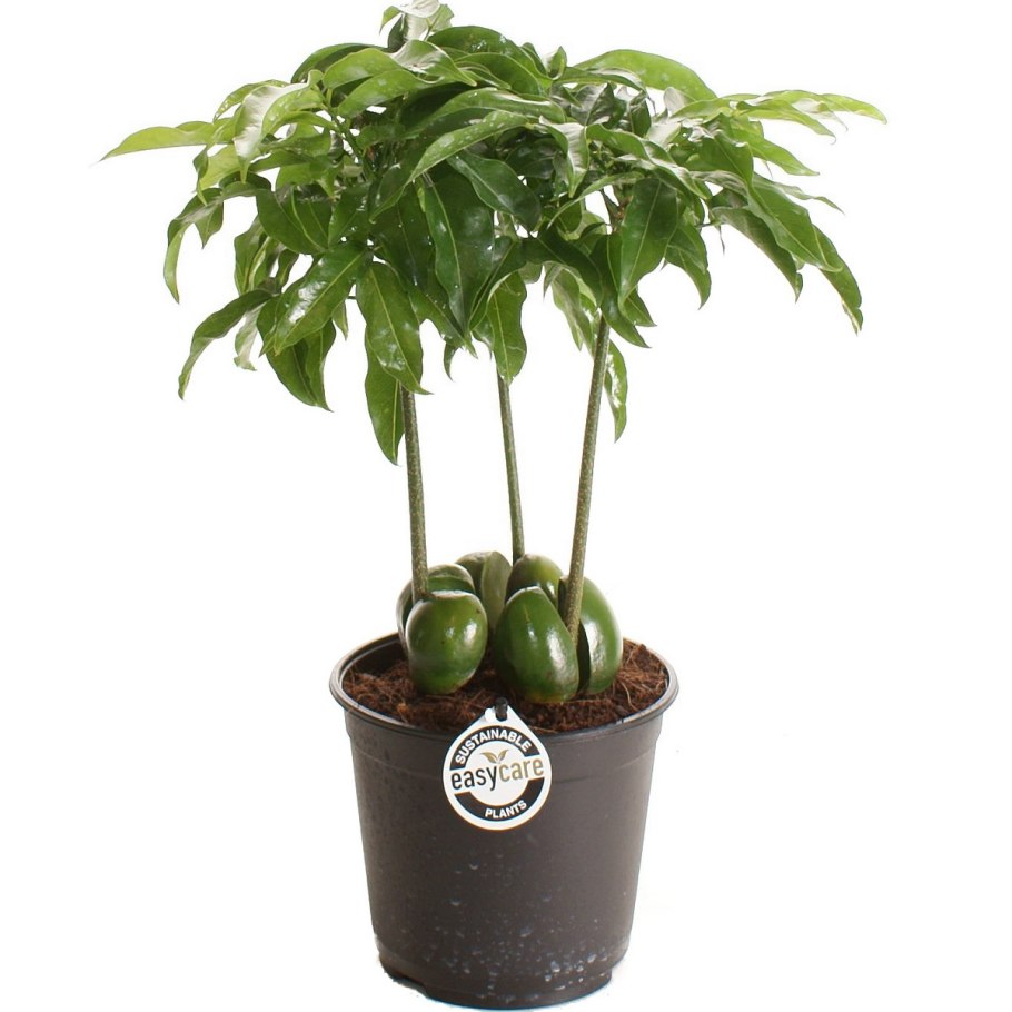 Каштан комнатный