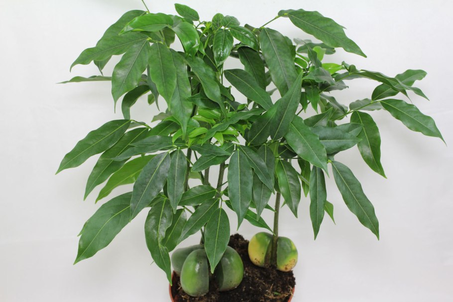 Пахира Акватика цветок