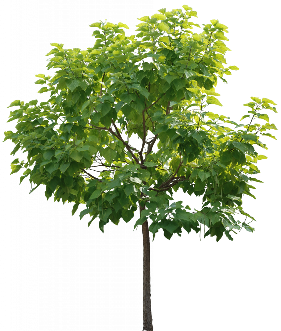 Пророщенный каштан