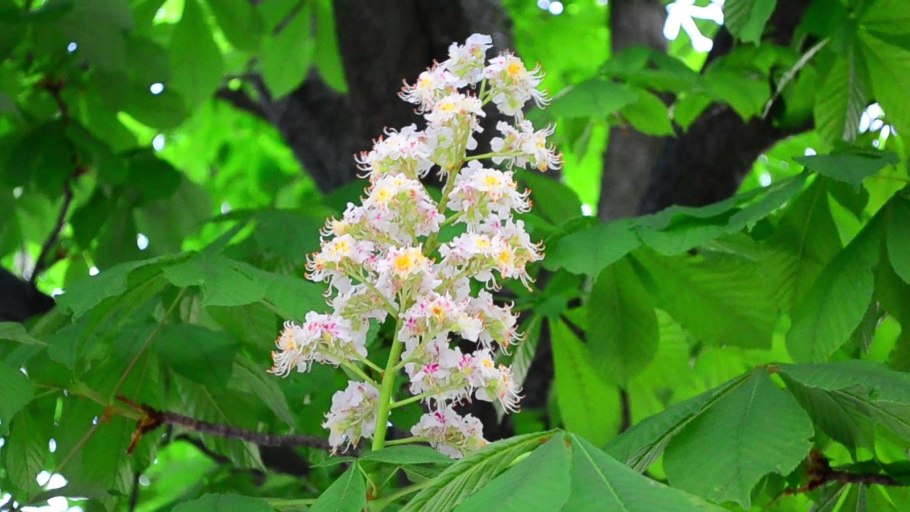 Растение Кастаноспермум