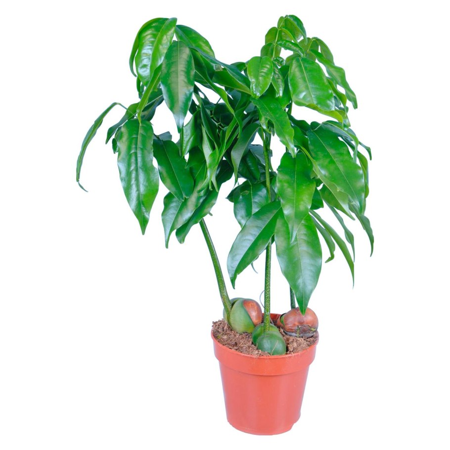 Пахира дерево