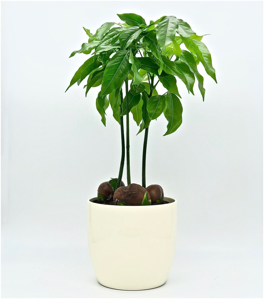 Комнатные цветы без цветов