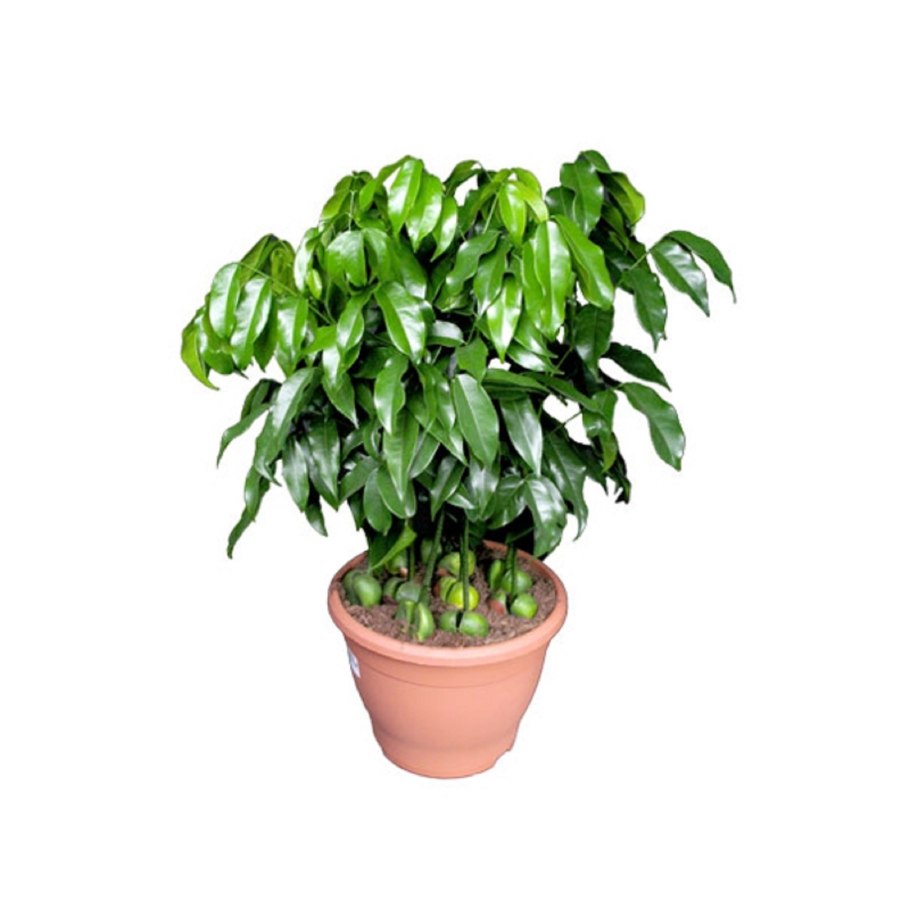 Пальма пахира Акватика