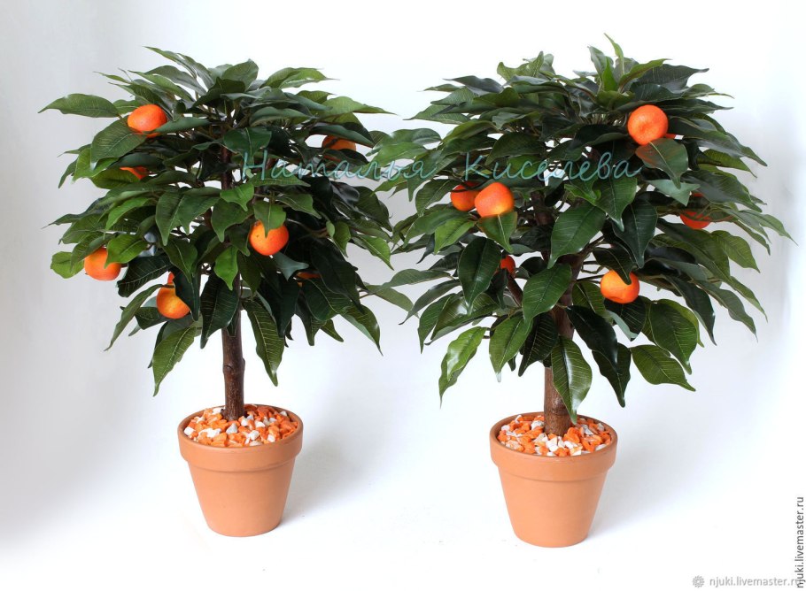 Конский каштан Росток