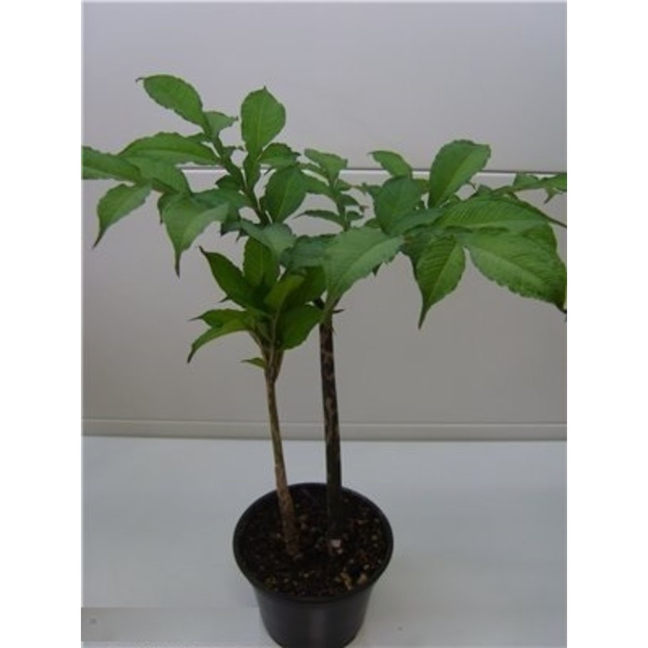 Каштан дерево домашнее