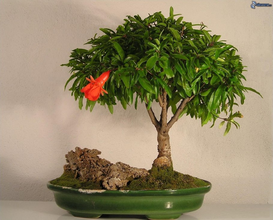 Кастаноспермум (комнатный каштан)