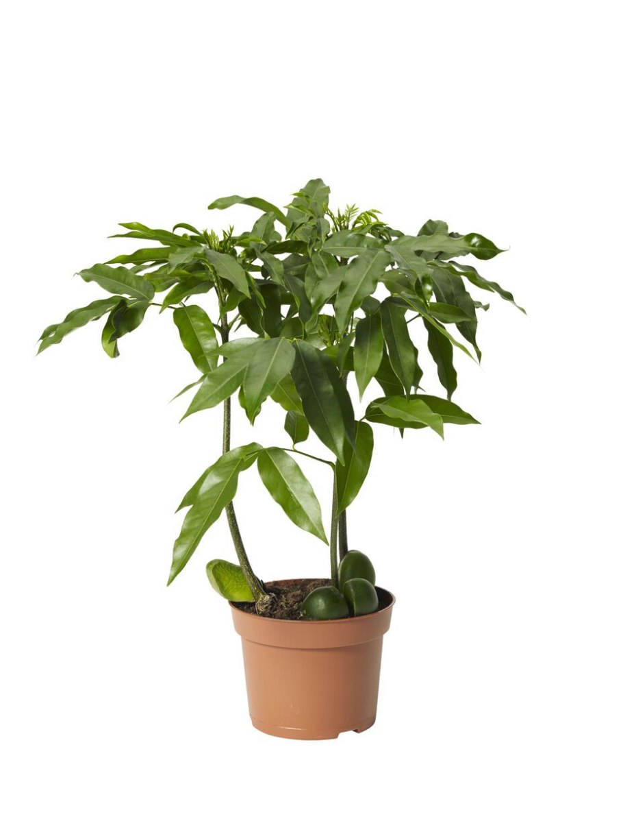 Пахира Акватика (водная) переплетённая