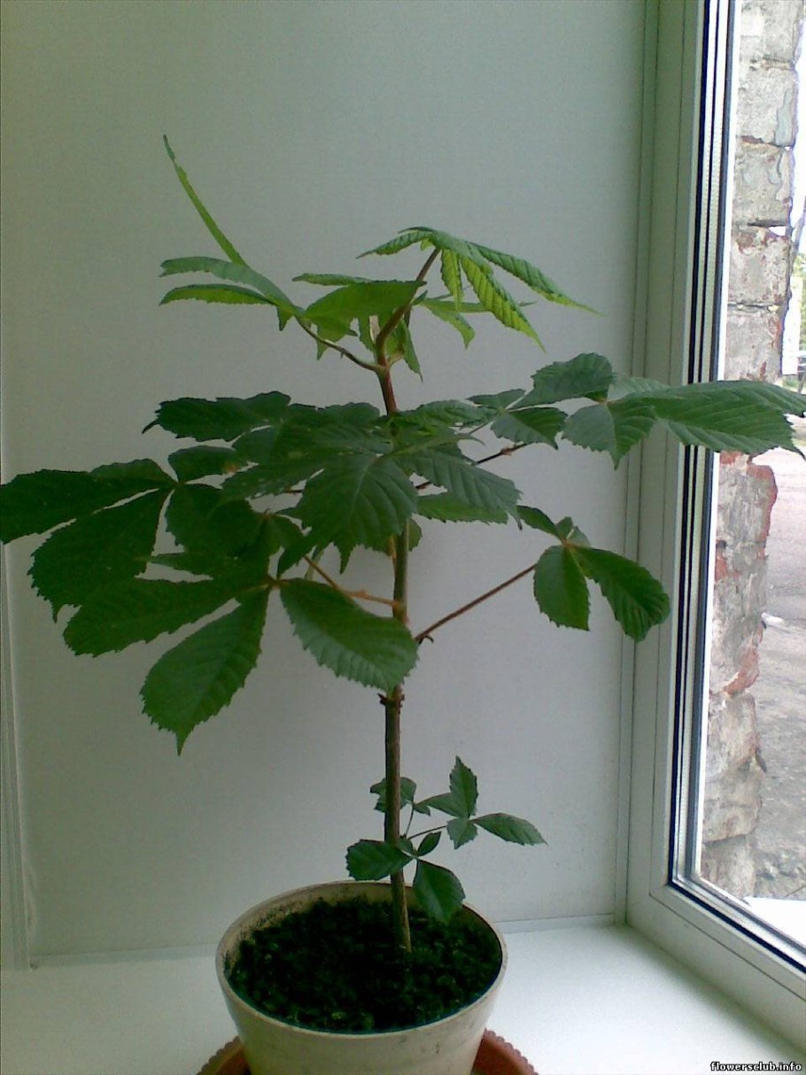 Пахира Акватика