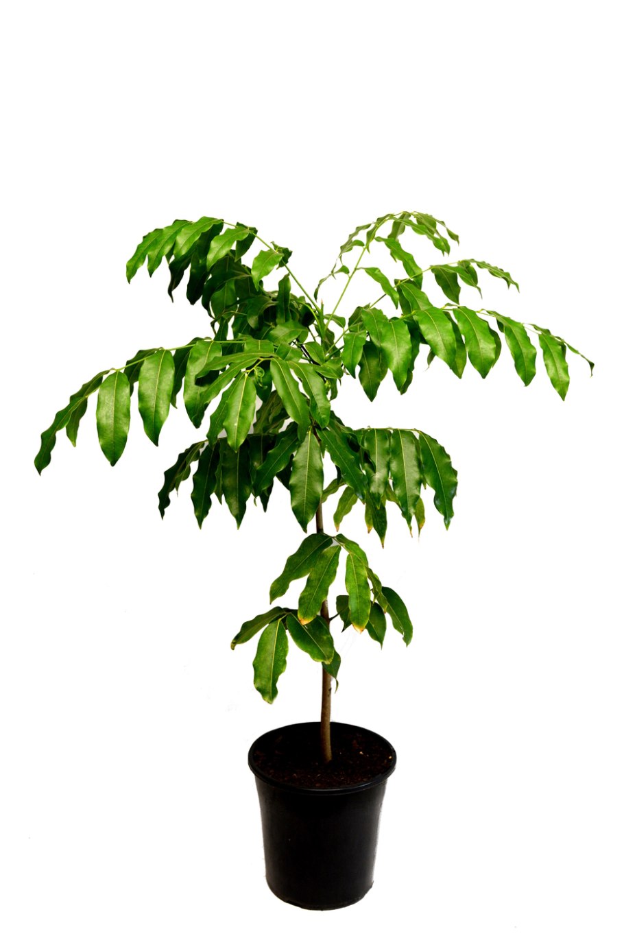 Кастаноспермум Магнифико