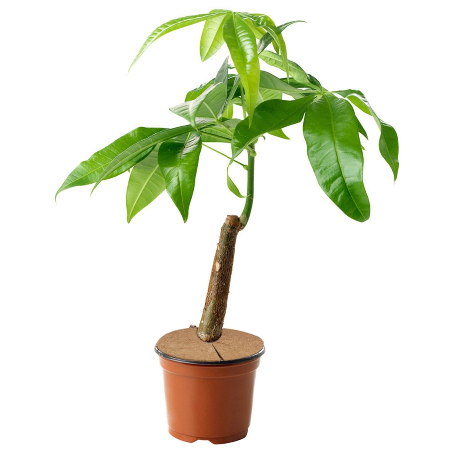 Пахира Акватика коса