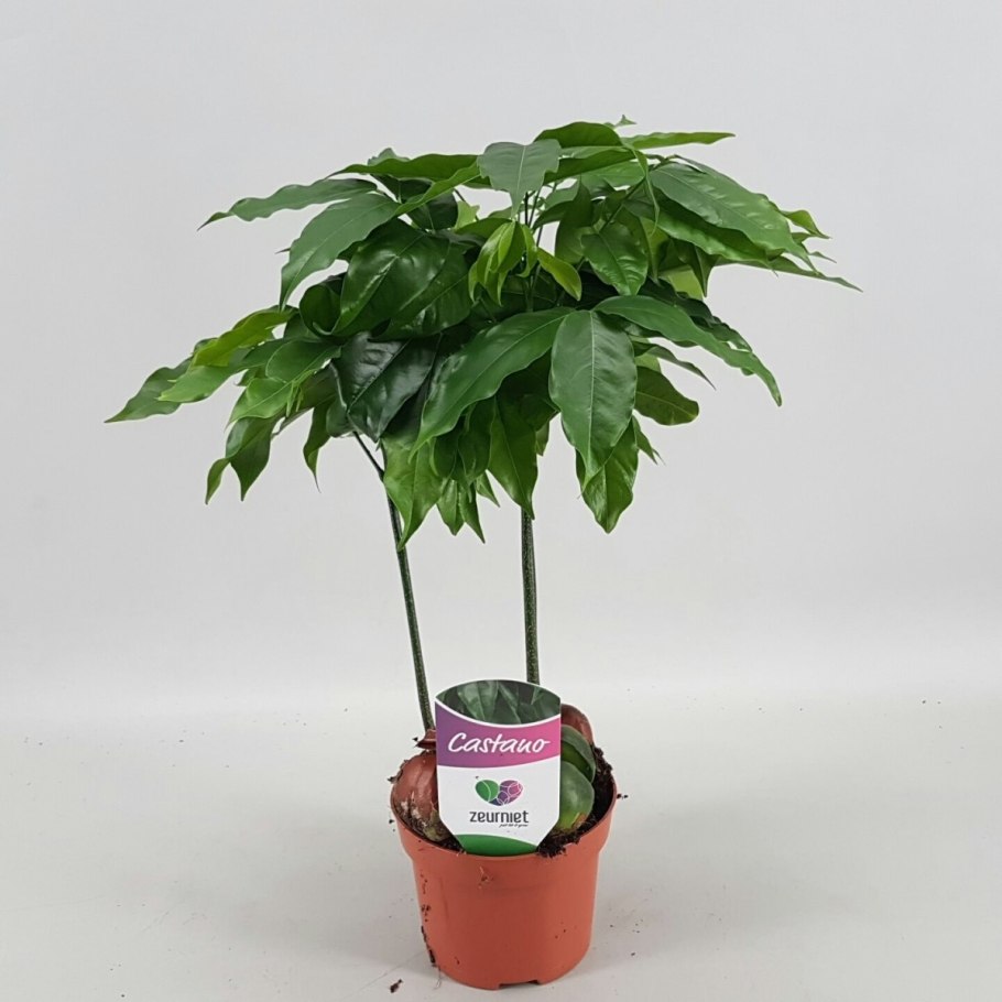 Каштан комнатный