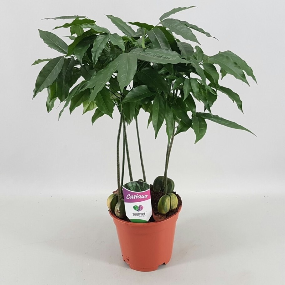 Кастаноспермум (комнатный каштан)