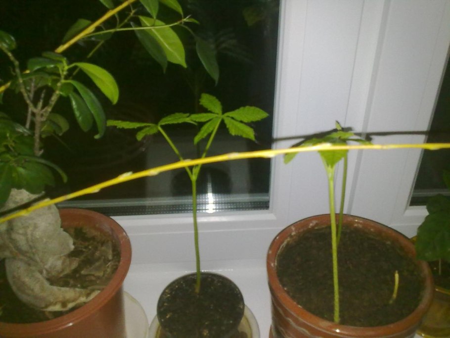 Фундук из ореха